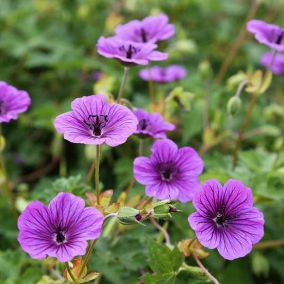 Géranium vivace 'censation daily purple' godet de 8/9 cm