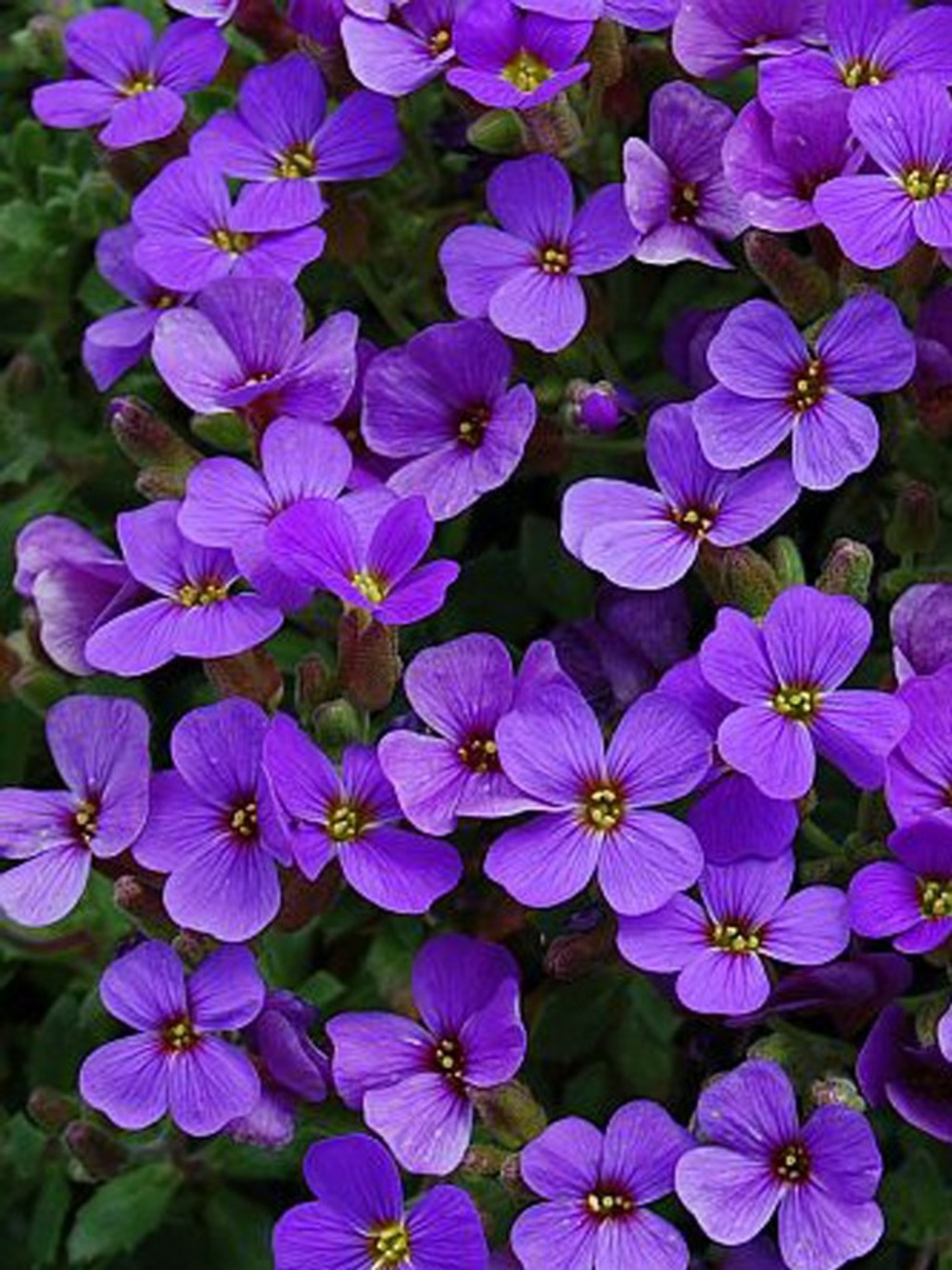 Aubriète 'hamburger stadtpark' godet de 8/9 cm