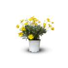 Euryops - plante fleurie - ↕ 40-50 cm - ⌀ 18 cm - plante d'extérieur