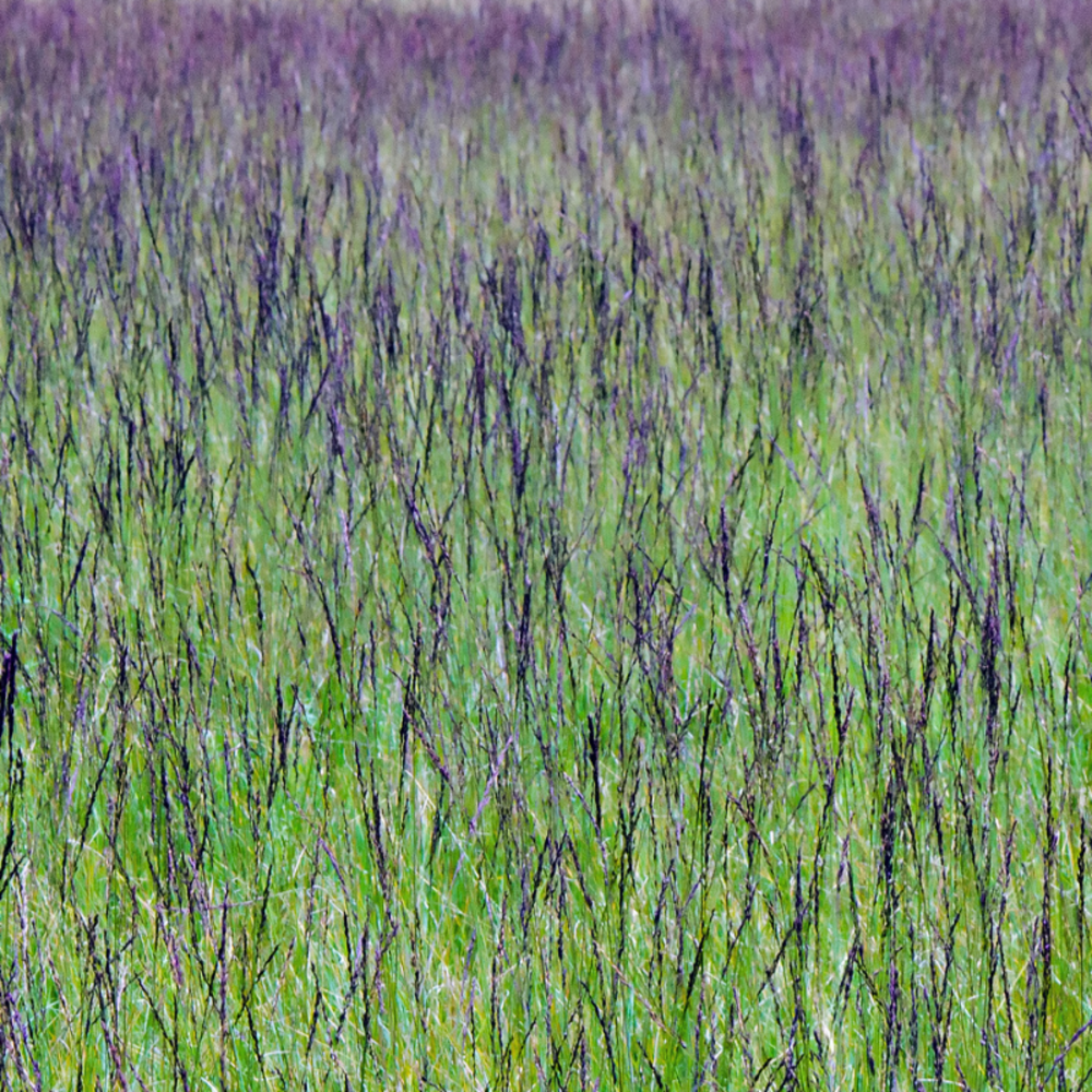 Molinie bleue - molinia caerulea 80 cm godet 9cm