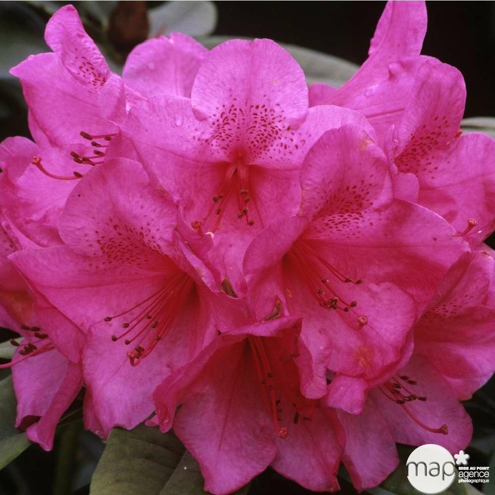 Rhododendron x 'anna rose whitney' : 15 litres (rose carminée)
