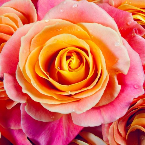 Rosier Tige 'Rochemenier Village'…