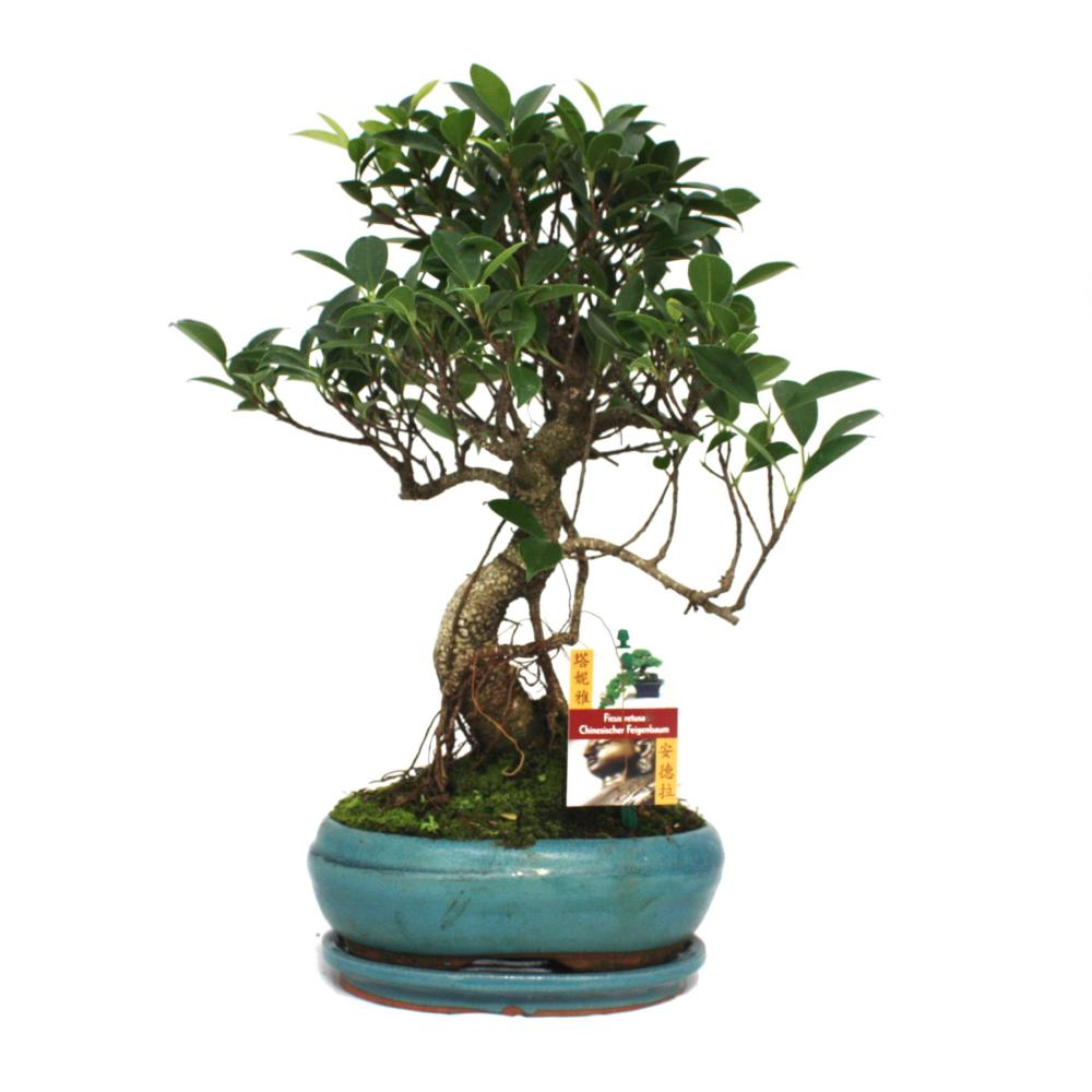 Figuier chinois bonsaï - ficus retusa - ca. 8 ans