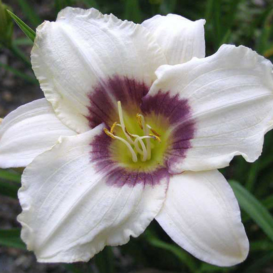 6 x lis d'un jour 'pandora's box' - hemerocallis 'pandora's box' - godet 9cm x 9cm