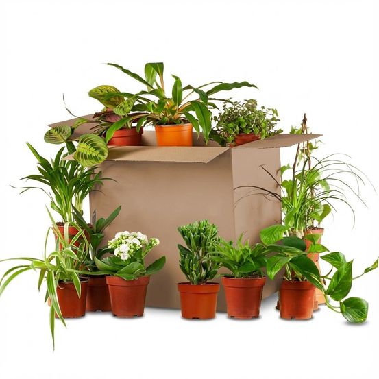 Box plantes deuxième chance - mix 12 plantes surprises - plantes d'intérieur