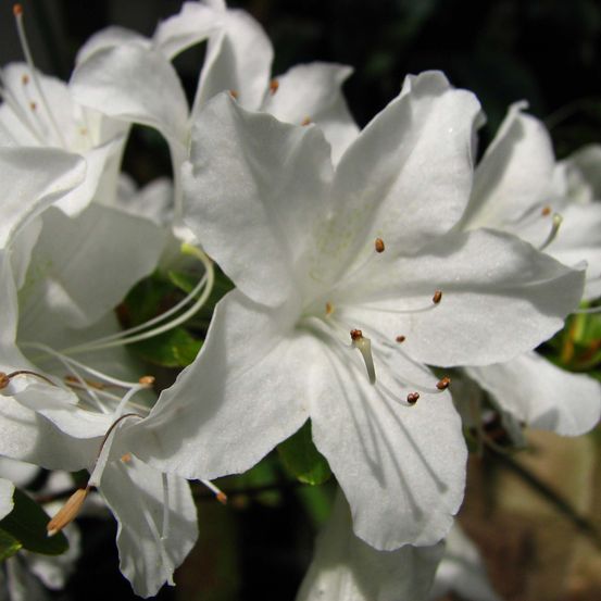 Azalée japonaise 'palestrina' pot de 2l/3l