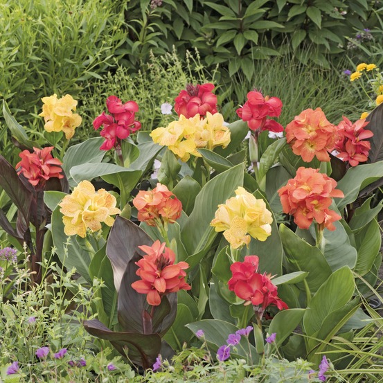 4 cannas pour bordure en mélange - le sachet de 4 bulbes / calibre i, vendu par lot de 2