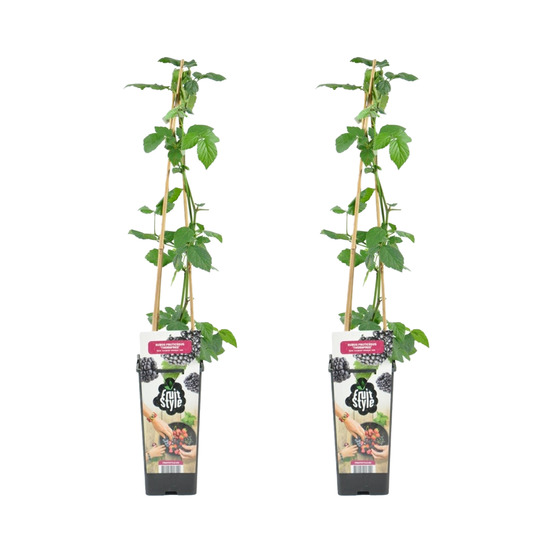 2x rubus fruticosus 'thornfree' - mûrier - plantes fruitières - ⌀14 cm - hauteur 60-70cm