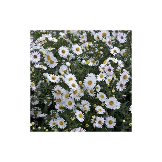 Aster grand d'automne white lady, aster novi-belgii lot de 9 godets