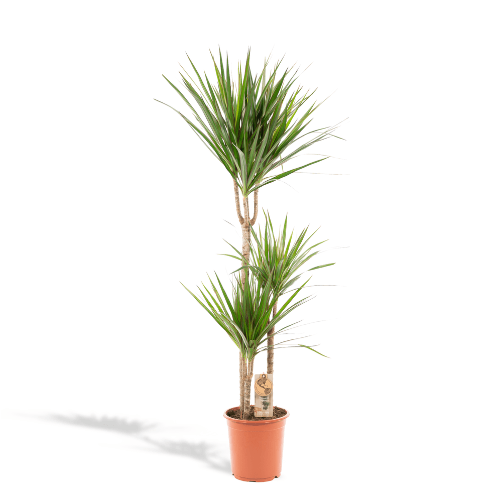 .dracaena marginata - 120cm de haut - ø17cm - ø21cm - ↕110cm - plantes d'intérieur