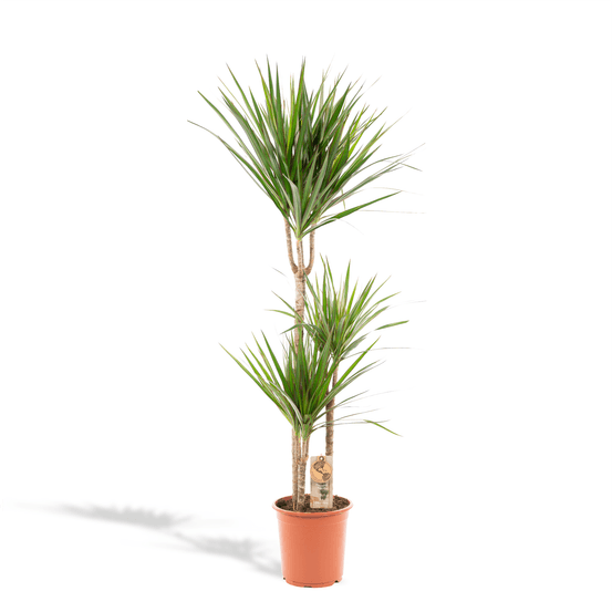 .dracaena marginata - 120cm de haut - ø17cm - ø21cm - ↕110cm - plantes d'intérieur