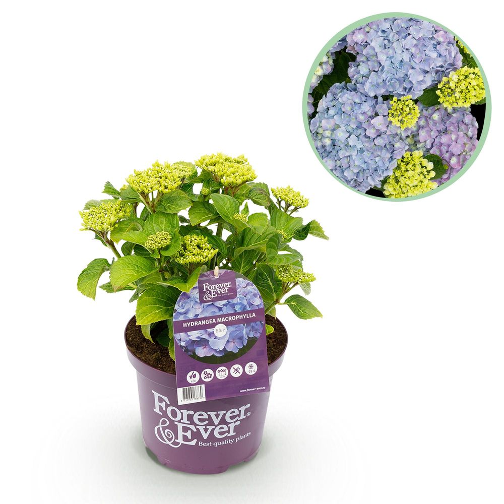 Hortensia forever ever - pot 23 cm - hauteur 55 cm