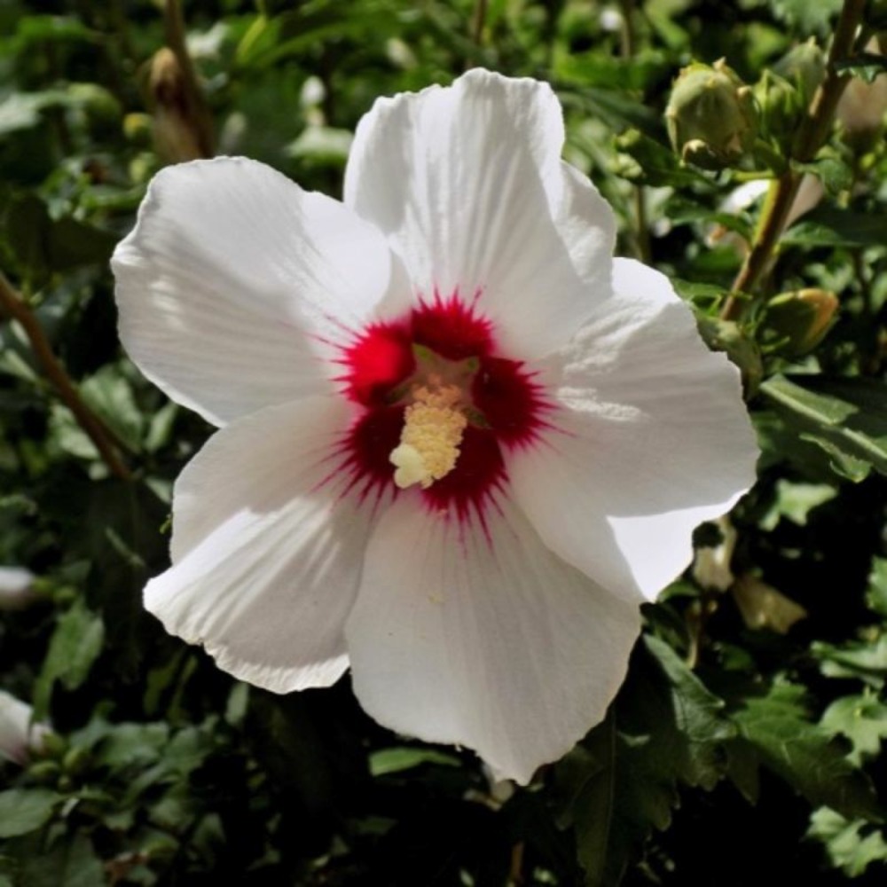 Hibiscus syriacus 'red heart' (hibiscus syriacus 'red heart')