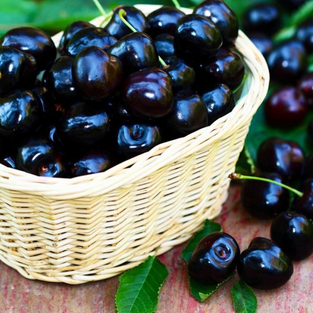 Cerisier bigarreau 'moreau' (prunus avium 'moreau')