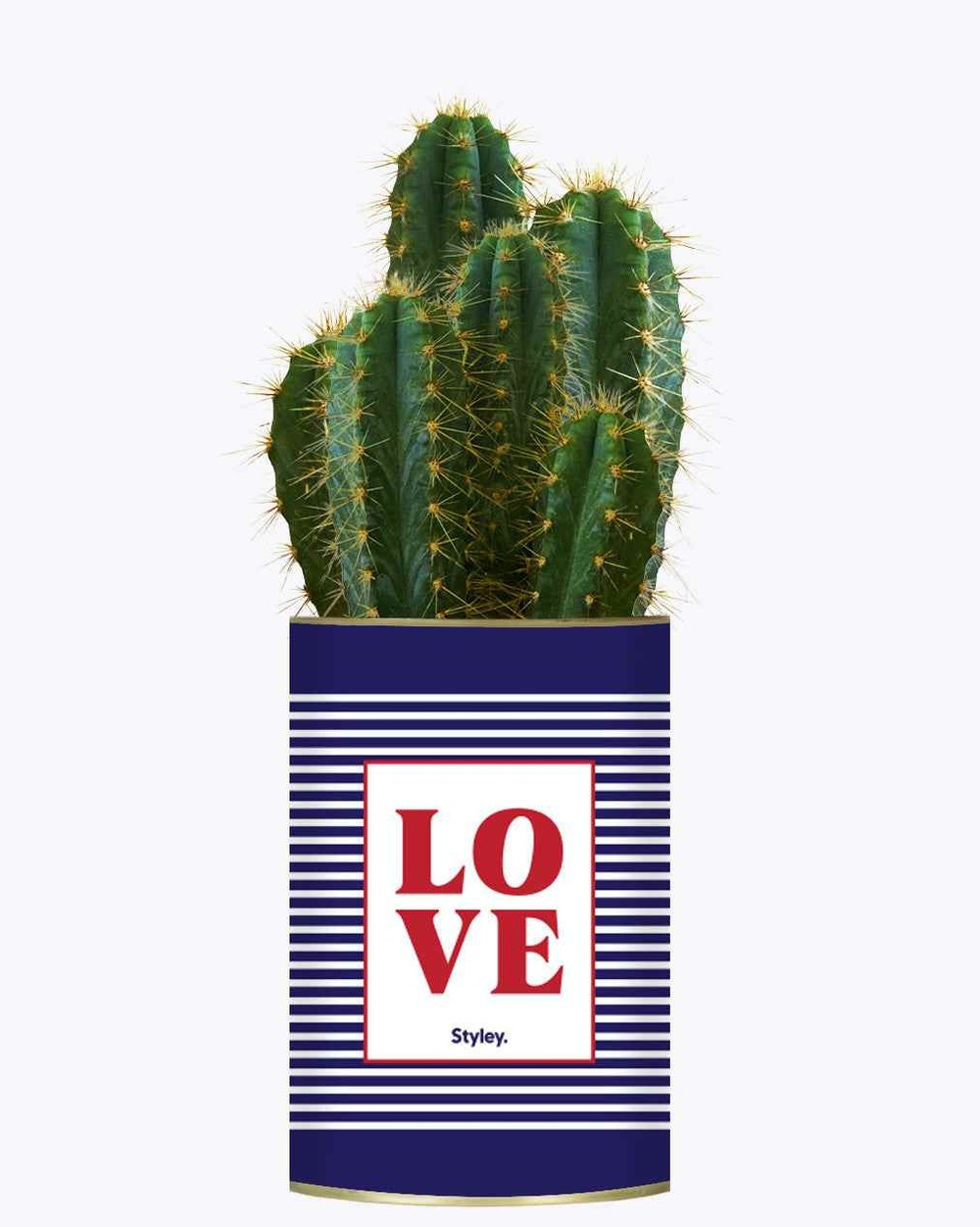 Plante drôle - love - cactus