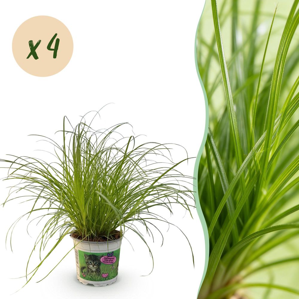 Cyperus alternifolius zumula - herbe à chat - pot de 12cm - hauteur 28-30cm
