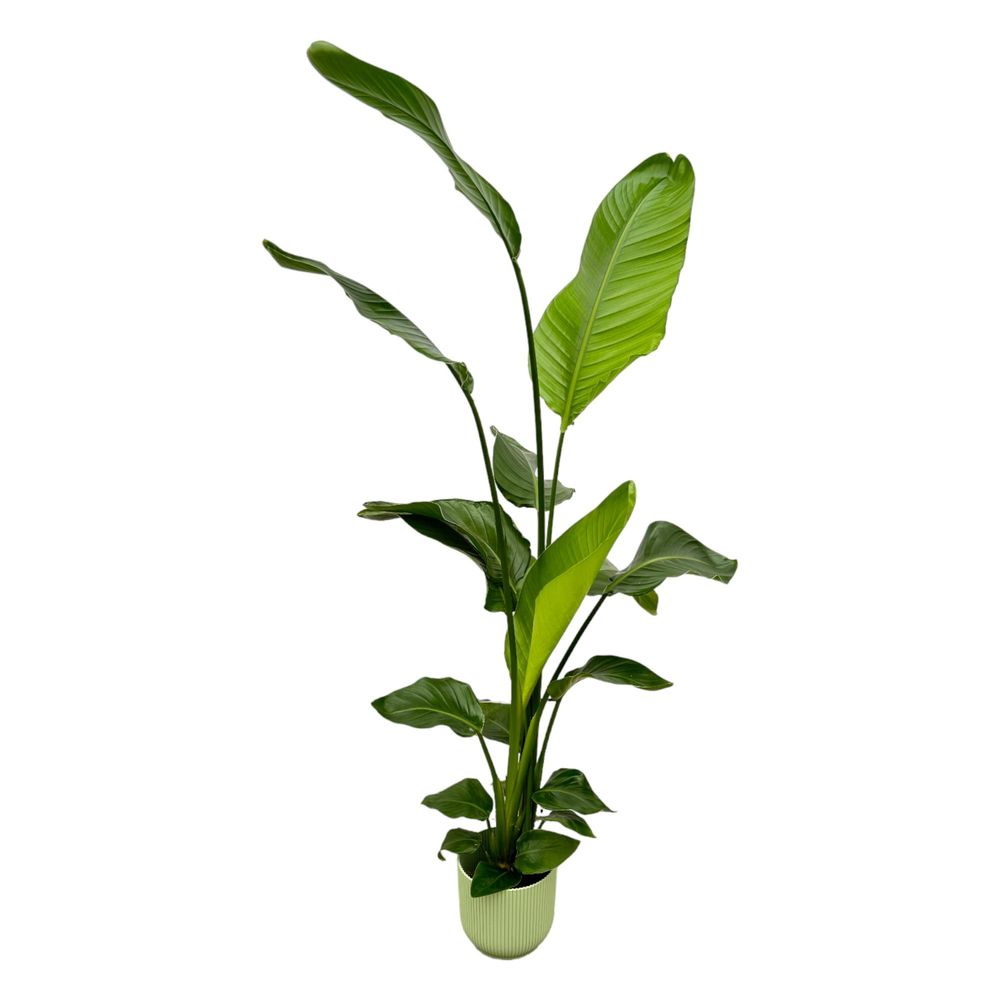 Strelitzia nicolai - plantes d'intérieur
