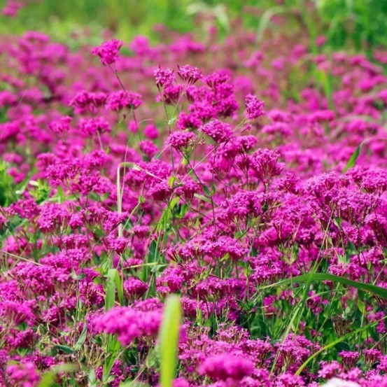 Graines de fleurs, graines de silène armeria violettes, environ 2000 graines par paquet, 5 paquets