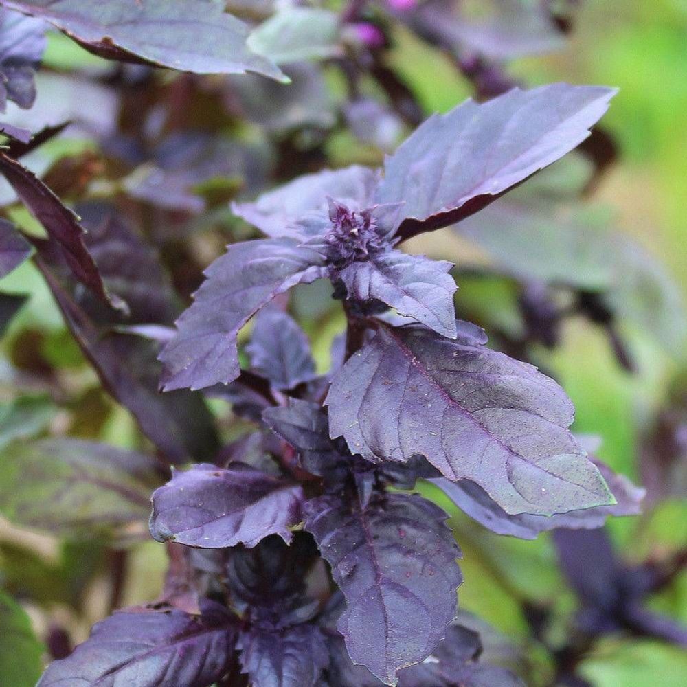 Graines de basilic pourpre - vilmorin sachet