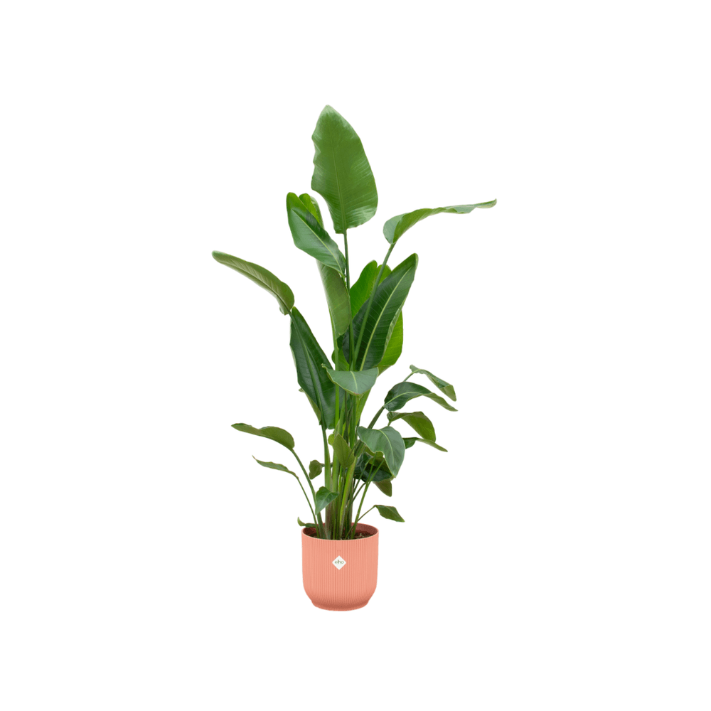 Strelitzia nicolai - plantes d'intérieur