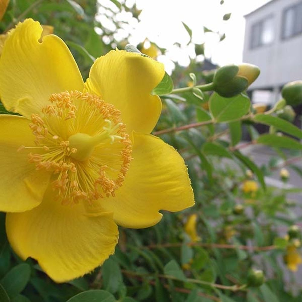 Millepertuis à grandes fleurs pot de 2l/3l