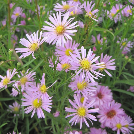 Aster ericoides 'pink star' godet de 8/9 cm