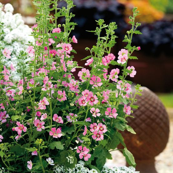 Mauve arbustive 'lady in pink' pot de 3l/4l