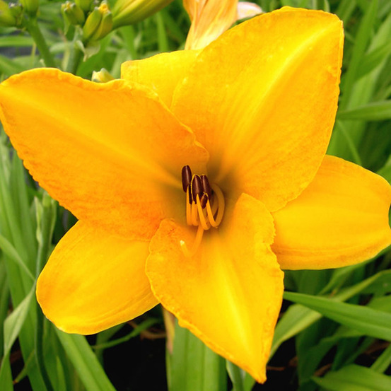 6 x lis d'un jour 'chicago sunrise' - hemerocallis 'chicago sunrise' - godet 9cm x 9cm