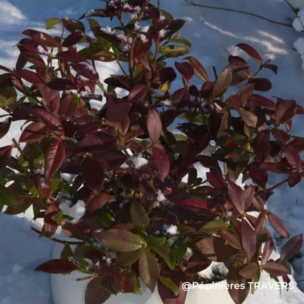 Jasmin étoilé 'winter ruby (trachelospermum jasminoides 'winter ruby' ®)