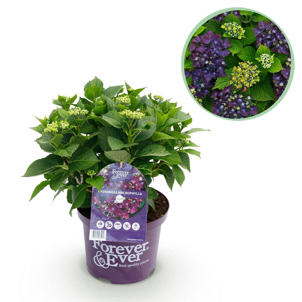 Hortensia forever ever - pot 23 cm - hauteur 55 cm