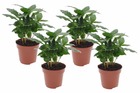 Set of 4 coffea arabica - plante à café - plante d'intérieur - arbuste - pot 12cm - hauteur 25-40cm