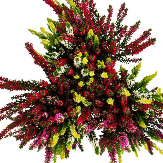Calluna vulgaris multicolore - set de 3 plantes - bruyère à balai - bruyère - rustique - pot de 11cm - (high five)