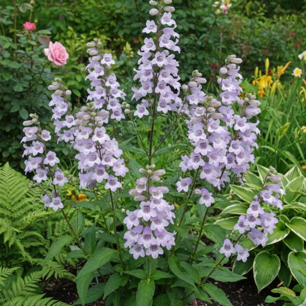 Penstemon sour grapes lot de 5 godets