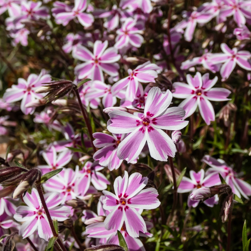 Phlox mousse candy stripes - le pot / ø 9cm, vendu par lot de 2