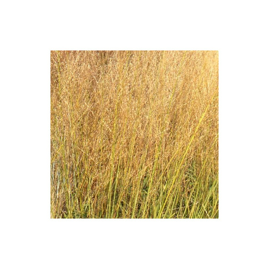 Molinie élevée transparent lot de 5 godets