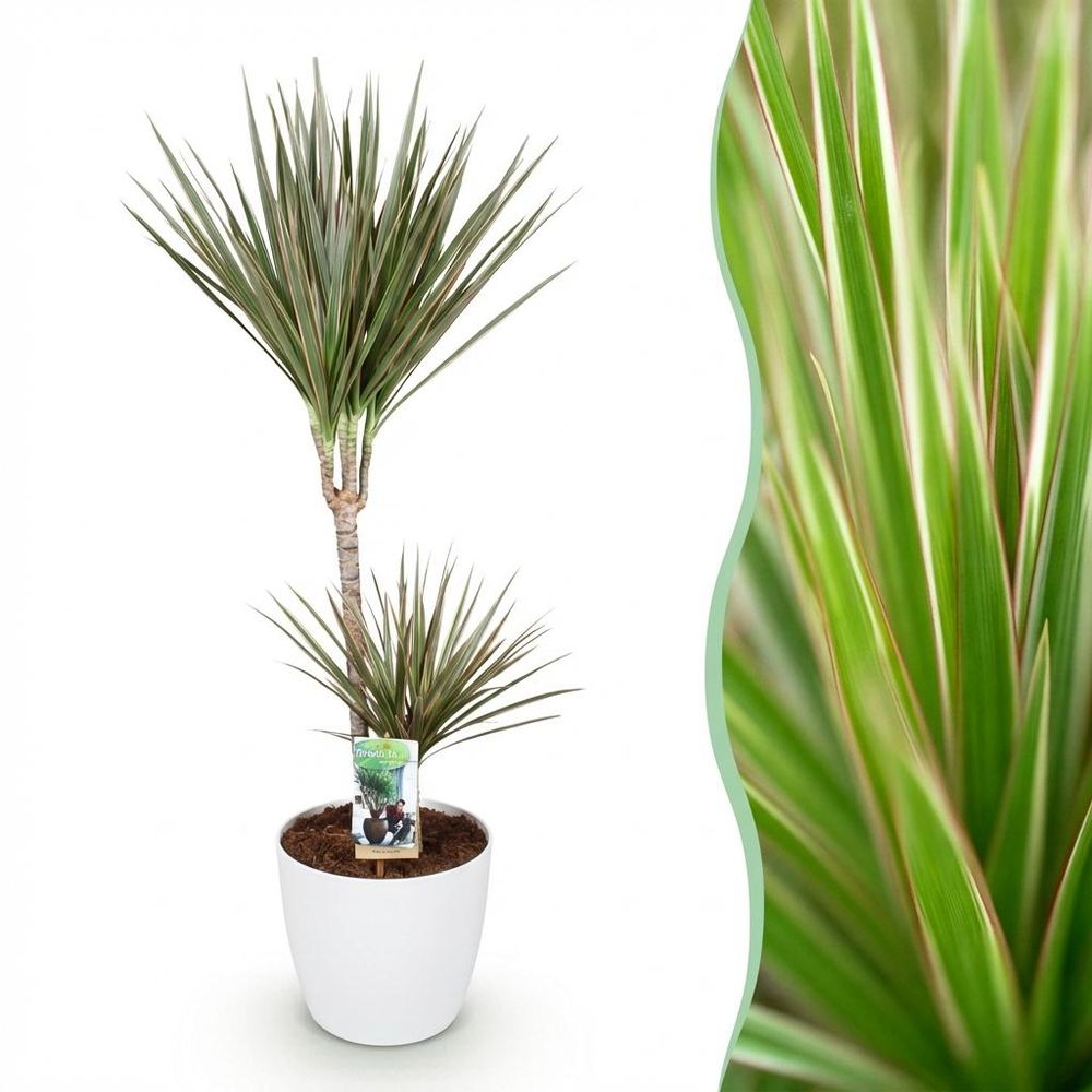 Dracaena marginata bicolor - plantes d'intérieur