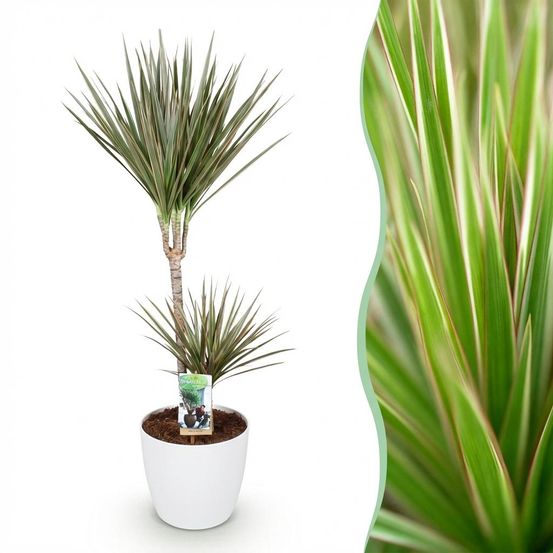 Dracaena marginata bicolor - plantes d'intérieur