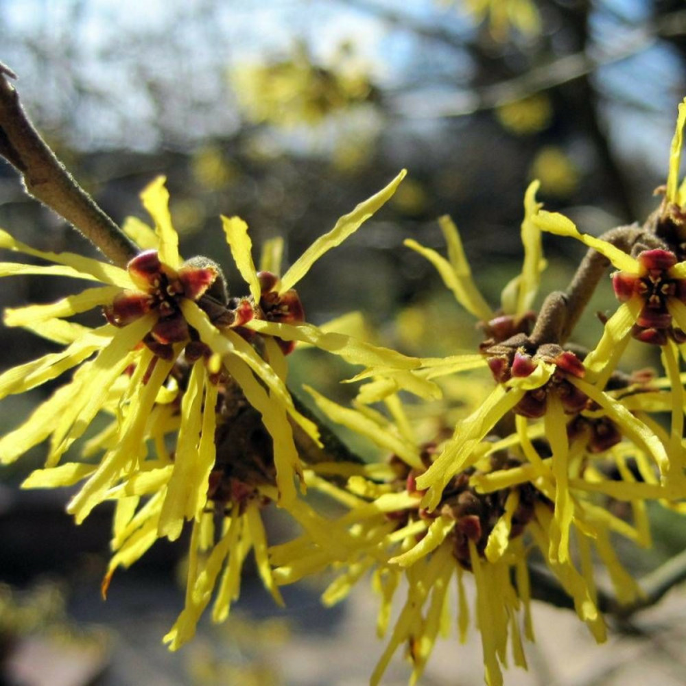 Hamamélis pallida, noisetier de sorcière pot de 4l - 40/60 cm