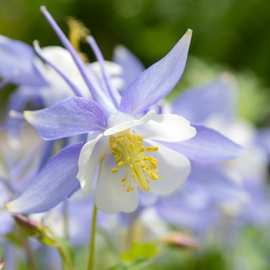 Ancolie bleue à fleurs précoces le sachet de 100 graines environ (0,15g)