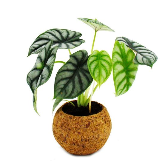 Kokodama - alocasia baginda dragon scale - feuille de flèche en écailles de dragon - en pot kokodama - env. 15cm