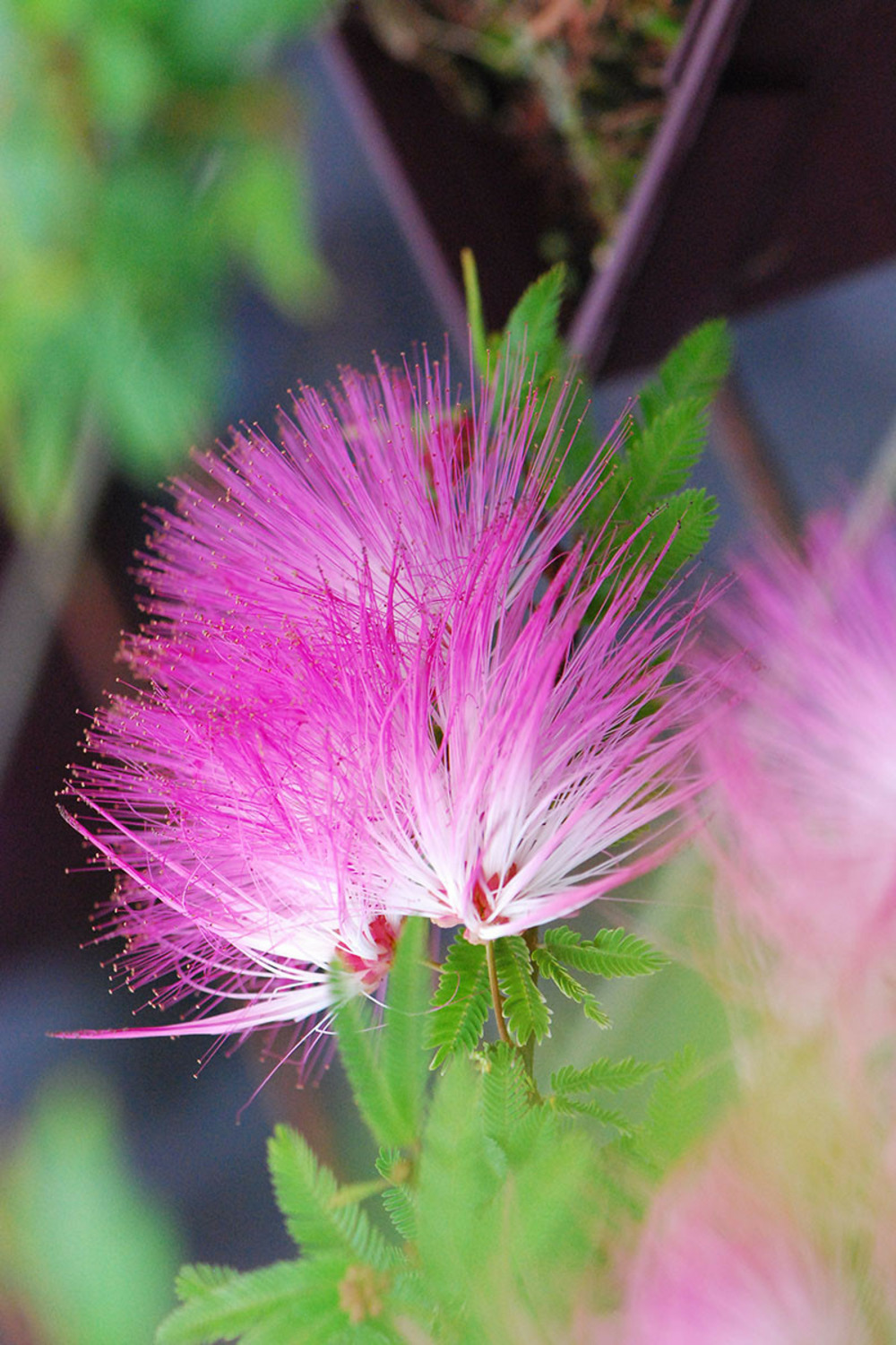 Calliandra surinamensis - en pot de 5 litres