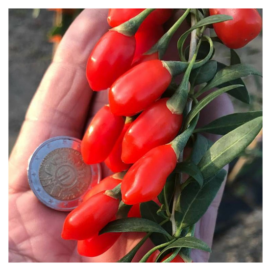 Baie de goji princess tao® 'fpw03' pot de 3l - echelle bambou 60/120 cm