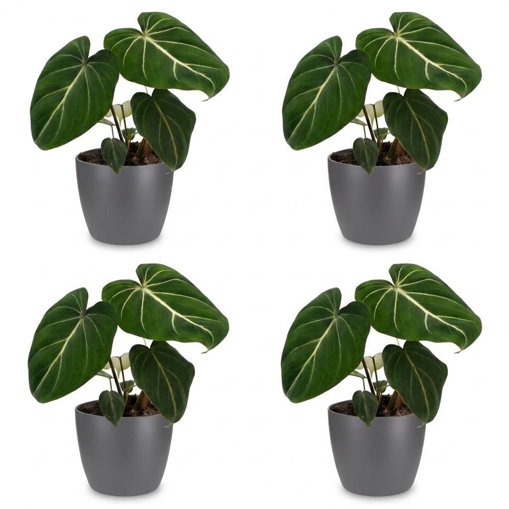 Philodendron gloriosum - pot de 12cm