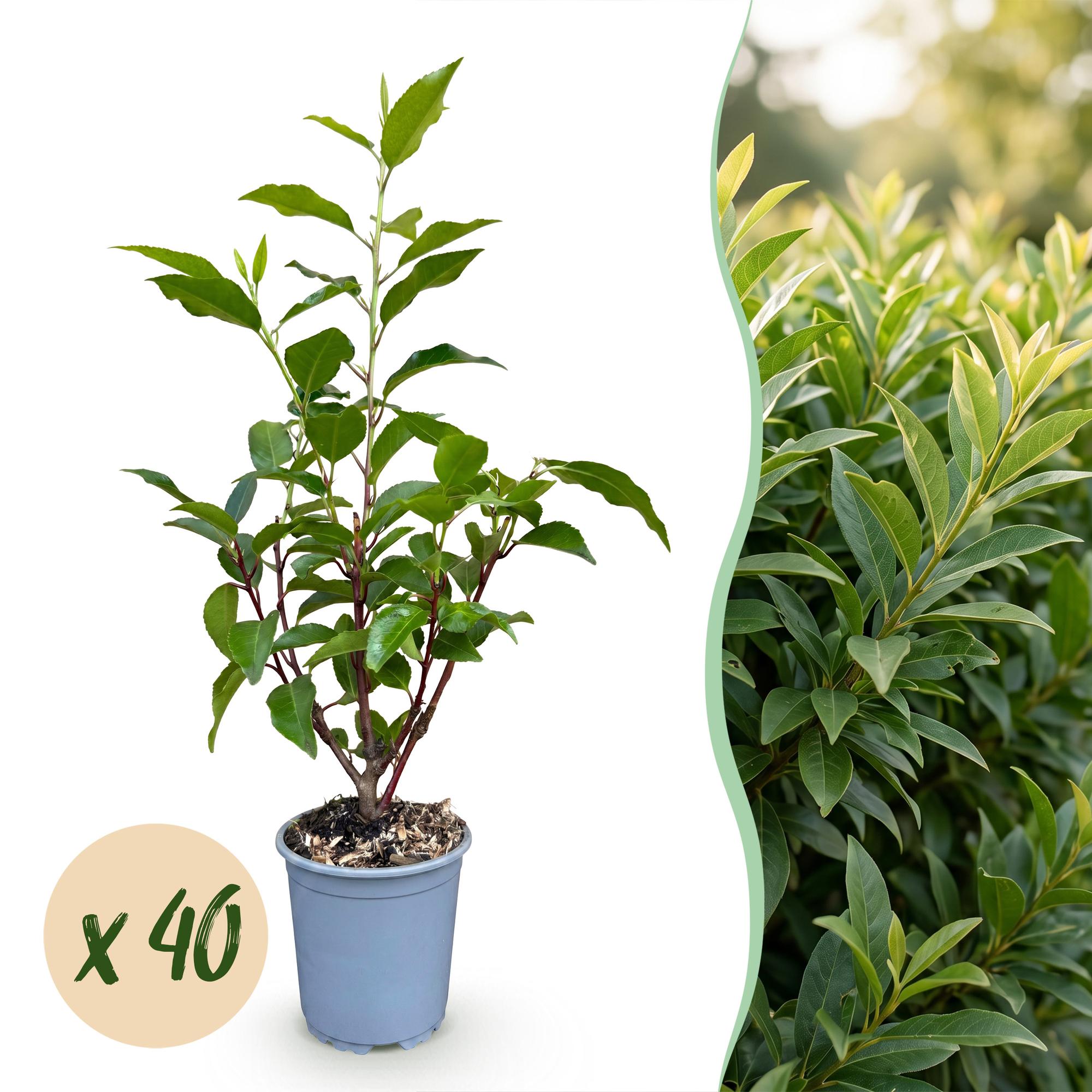 Laurier du portugal angustifolia - lot de 40 - pot 9 cm - hauteur 25-35 cm
