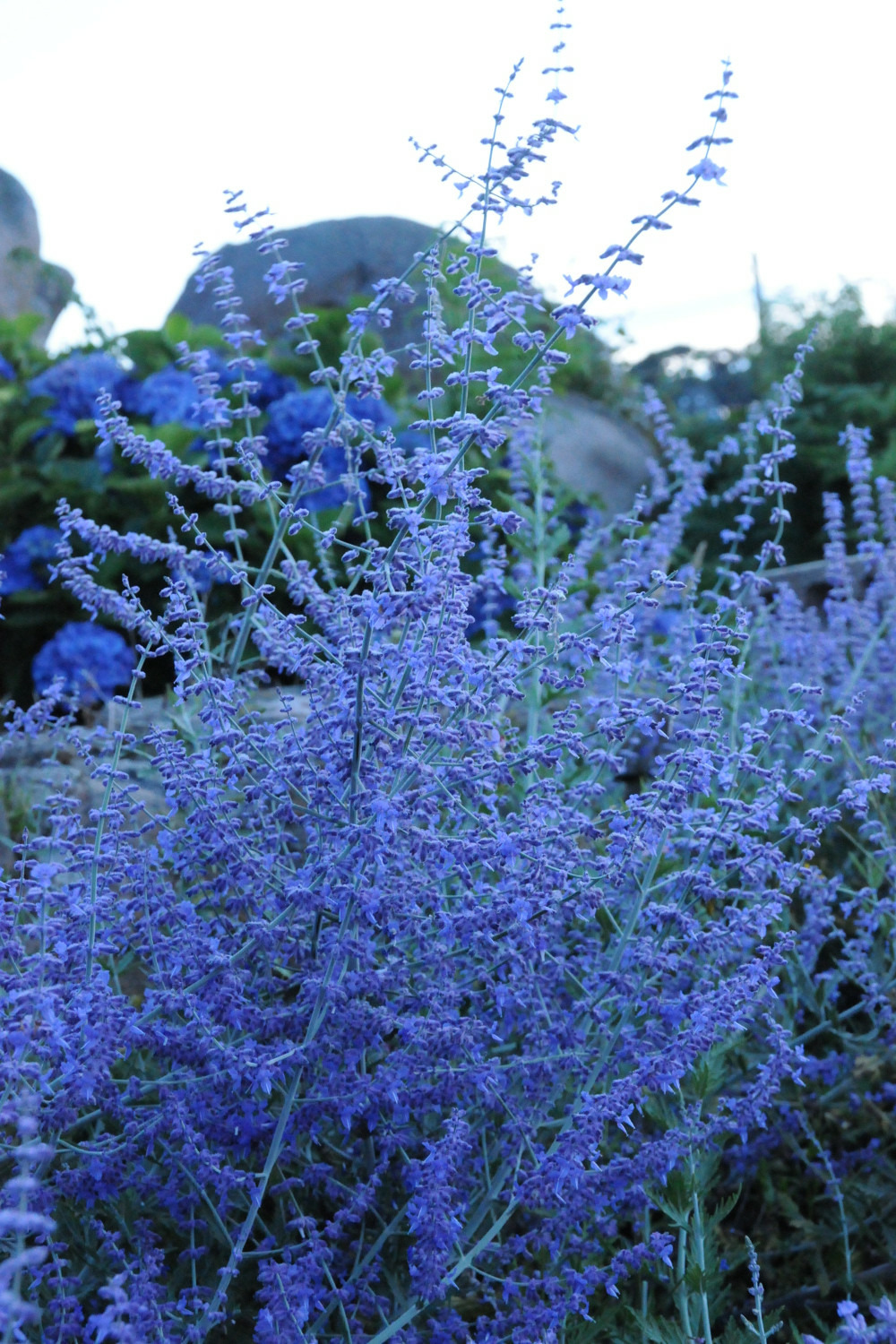 Sauge d'afghanistan 'blue spire' - en pot de 3 litres
