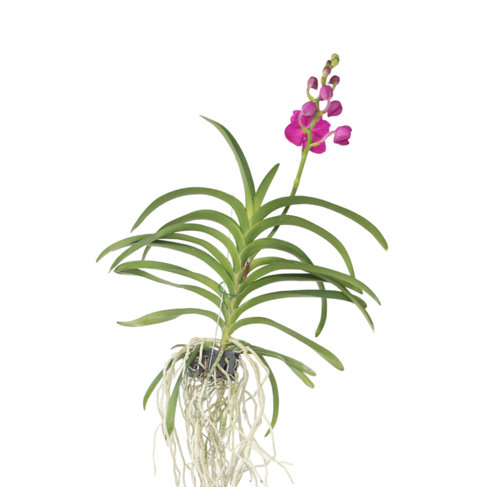 Orchidée - vanda 'pink' - hauteur 55-65cm