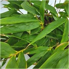 Bambou fargesia rufa - lot de 6