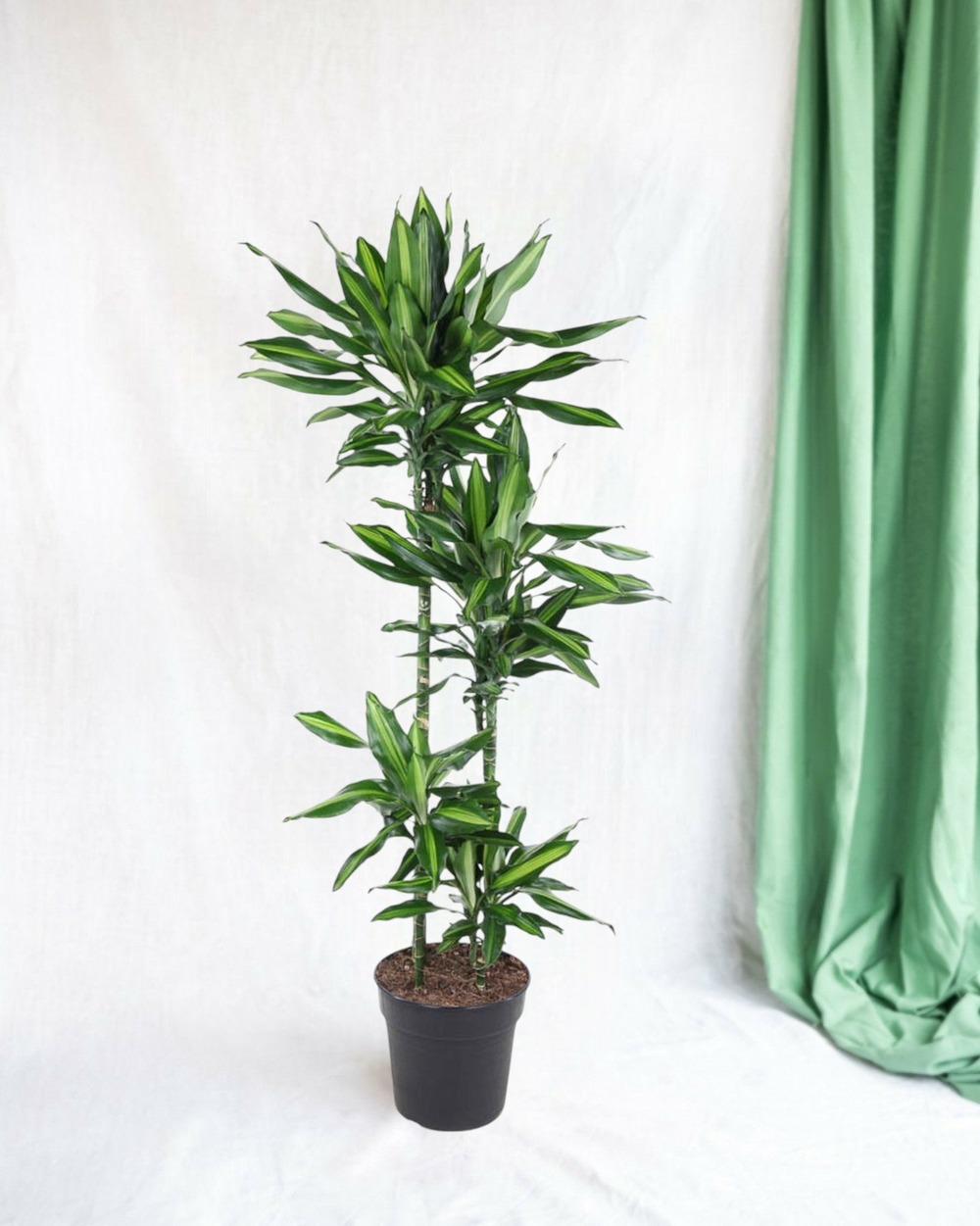Dracaena cintho 150cm - plante d'intérieur