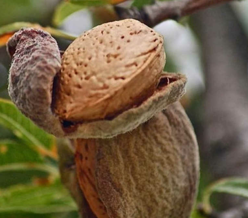 Prunus dulcis var. Guara (amandier super productif, floraison tardive, fruit gouteux)) pot de 9 litres -140/160 cm