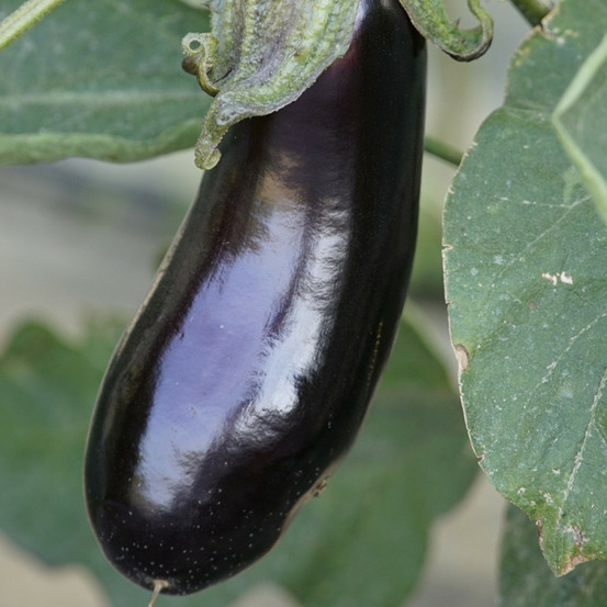 Graines d'aubergine bonica hf1 - vilmorin sachet